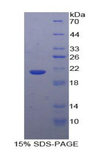 Recombinant Glucosidase Alpha, Acid (GaA)