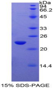 Recombinant Glucosidase Alpha, Acid (GaA)