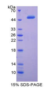 Recombinant Interferon Alpha 2 (IFNa2)