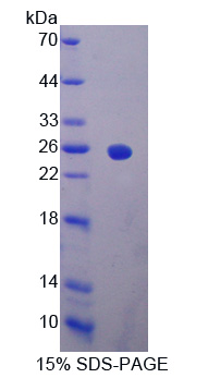 Recombinant Interferon Alpha 2 (IFNa2)