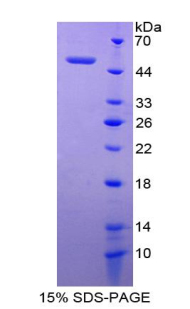 Recombinant Glycoprotein IX, Platelet (GP9)