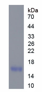 Recombinant Fatty Acid Binding Protein 9, Testis (FABP9)