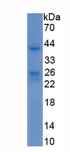Recombinant Matrix Metalloproteinase 23A (MMP23A)