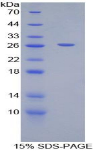 RPA213Bo01.jpg