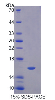 Recombinant Caveolin 1 (CAV1)