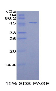 RPA217Ra02.jpg