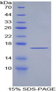 Recombinant Transforming Growth Factor Beta 2 (TGFb2)