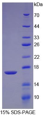 Recombinant Transforming Growth Factor Beta 2 (TGFb2)