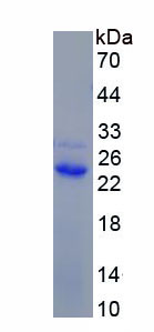 RPA222Bo01.jpg