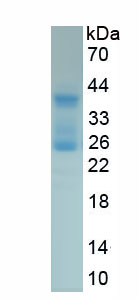 RPA222Mu01.jpg