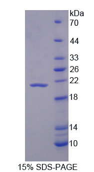 RPA223Bo01.jpg