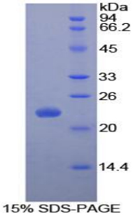 Recombinant Interleukin 1 Receptor Antagonist (IL1RA)