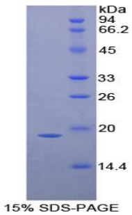 Recombinant Interleukin 1 Receptor Antagonist (IL1RA)