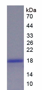 Recombinant Interleukin 1 Receptor Antagonist (IL1RA)