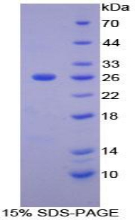 Recombinant Matrix Metalloproteinase 11 (MMP11)