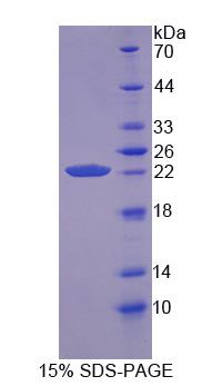 Recombinant Cyclophilin B (CYPB)