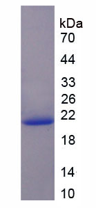 Recombinant Cyclophilin B (CYPB)