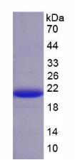 Recombinant Anti-Mullerian Hormone (AMH)