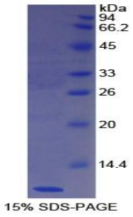 Recombinant Nesfatin 1 (NES1)