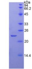 Recombinant Paraoxonase 1 (PON1)