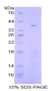 Recombinant Apolipoprotein C1 (APOC1)