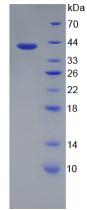 Recombinant Transferrin Receptor 2 (TFR2)