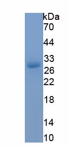 Recombinant Connexin 43 (CX43)