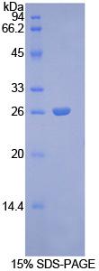 Recombinant Connexin 43 (CX43)