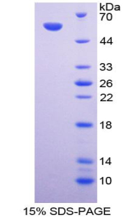 RPA280Hu01.jpg