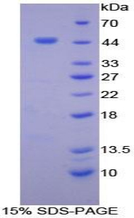 Recombinant B-Cell Activation Factor Receptor (BAFFR)