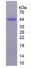 Recombinant Heparin Cofactor II (HCII)