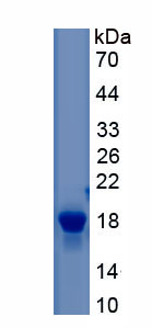 Recombinant Histone H3 (H3)