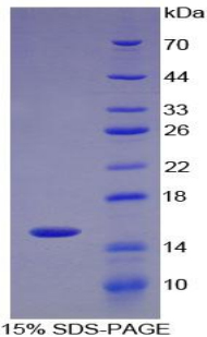 Recombinant Alpha-Fodrin (SPTAN1)