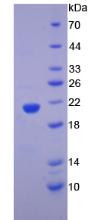 Recombinant Alpha-Fodrin (SPTAN1)