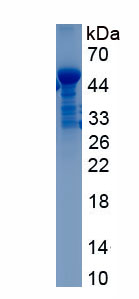 Recombinant Glutathione Peroxidase 1 (GPX1)