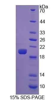 Recombinant Lactoperoxidase (LPO)