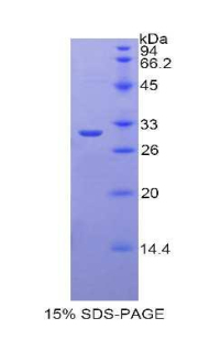 Recombinant Lactoperoxidase (LPO)