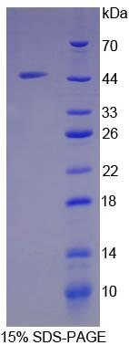 Recombinant Ribonuclease A (RNase A)