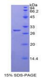 Recombinant Neuronal Pentraxin I (NPTX1)