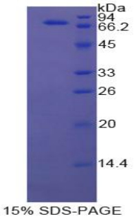 Recombinant Heat Shock 70kDa Protein 1B (HSPA1B)