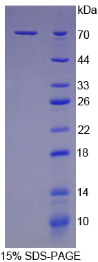 Recombinant Heat Shock 70kDa Protein 1B (HSPA1B)