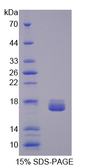 Recombinant Galectin 2 (GAL2)