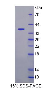 Recombinant Galectin 4 (GAL4)