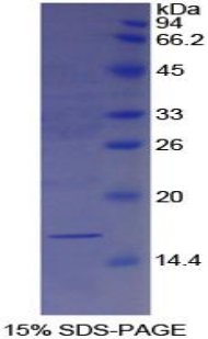 Recombinant Galectin 7 (GAL7)