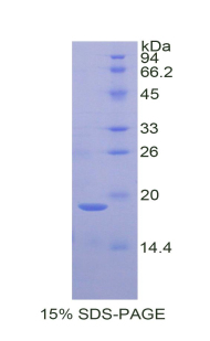 Recombinant Galectin 7 (GAL7)