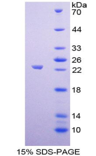 Recombinant Galectin 8 (GAL8)