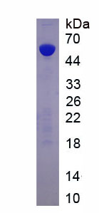 Recombinant Galectin 9 (GAL9)