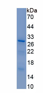 Recombinant Galectin 12 (GAL12)