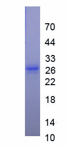 Recombinant Galectin 12 (GAL12)