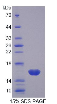 Recombinant Galectin 1 (GAL1)